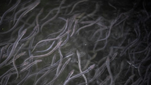 285.000 Aale sollen in Berliner Fl&uuml;ssen ausgesetzt werden