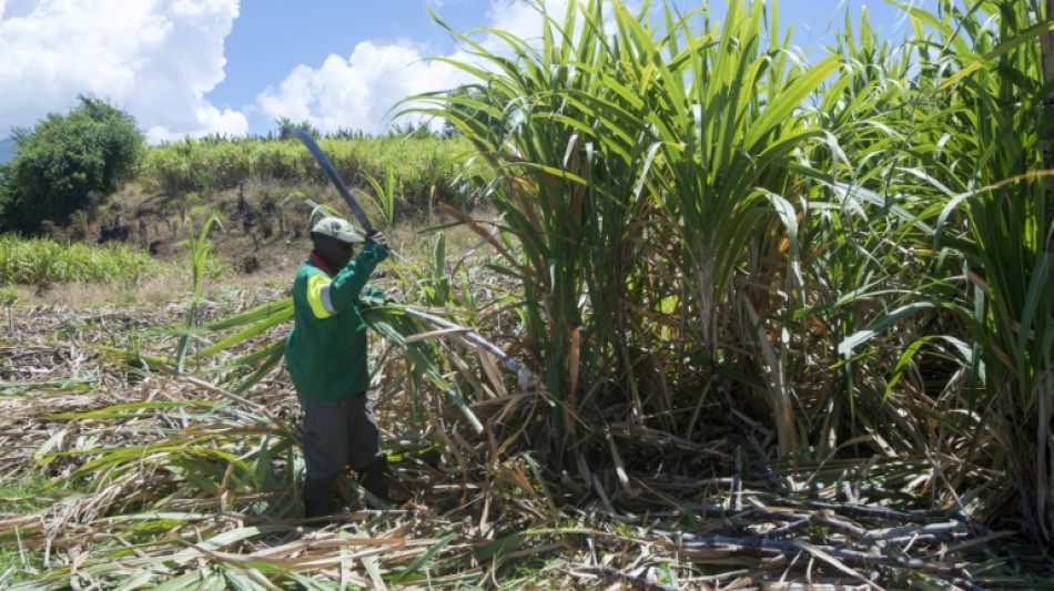 Canne &agrave; sucre: en Guadeloupe, le conflit prend fin mais sans grand enthousiasme 
