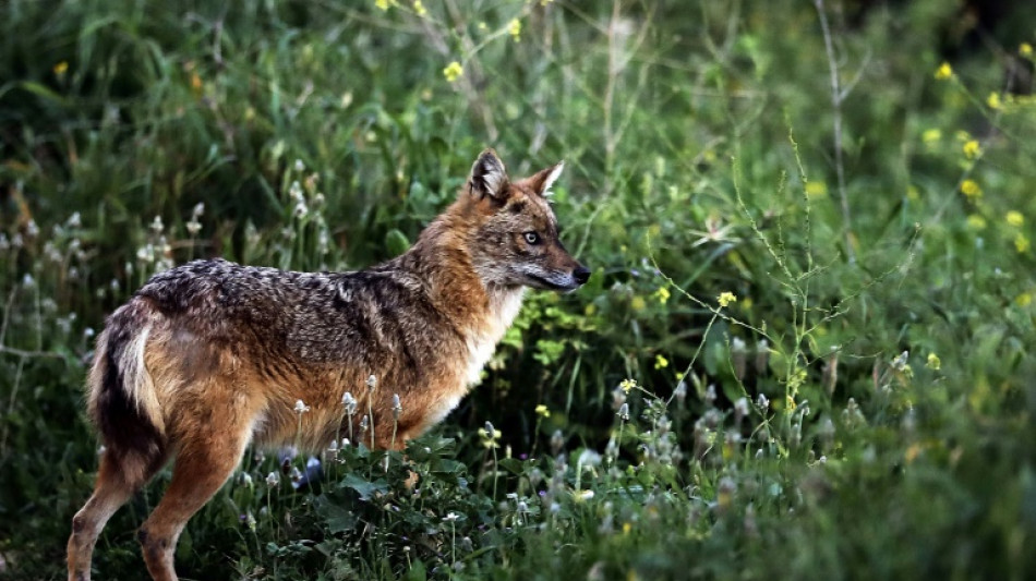 Goldschakal t&ouml;tet fast 80 L&auml;mmer auf Sylt - Beh&ouml;rden bereiten Abschuss vor