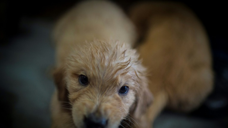 Anklage wegen Tierqu&auml;lerei und Betrug: Berliner sollen illegal Welpen verkauft haben