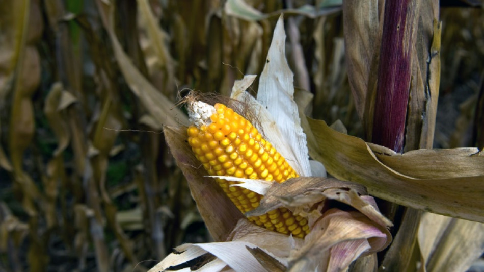 Mexiko rudert nach Streit mit USA bei Verbot von Gen-Mais etwas zur&uuml;ck