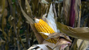 Mexiko rudert nach Streit mit USA bei Verbot von Gen-Mais etwas zur&uuml;ck