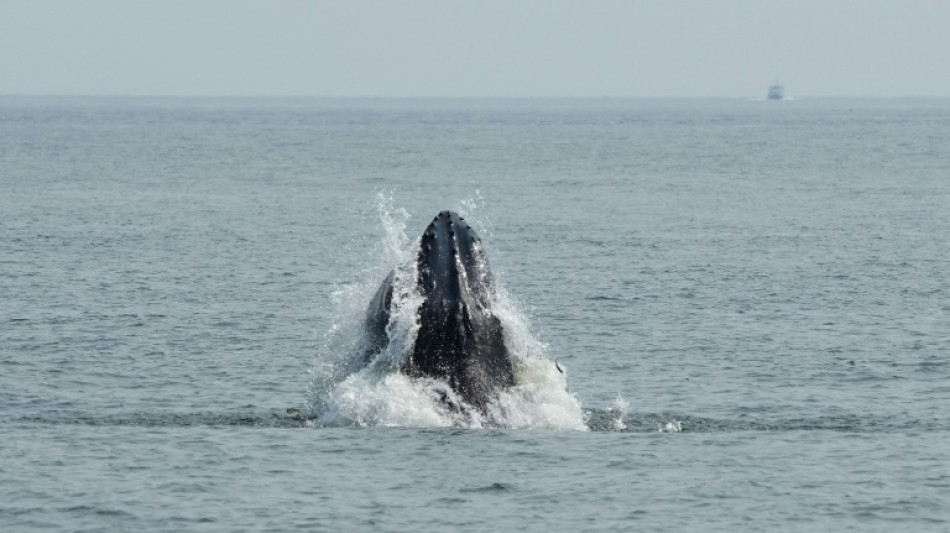A New York, le retour des baleines menac&eacute; par le trafic maritime