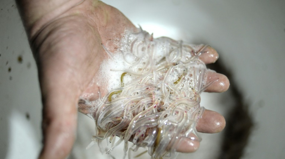 Slippery business: France jails men over eel smuggling