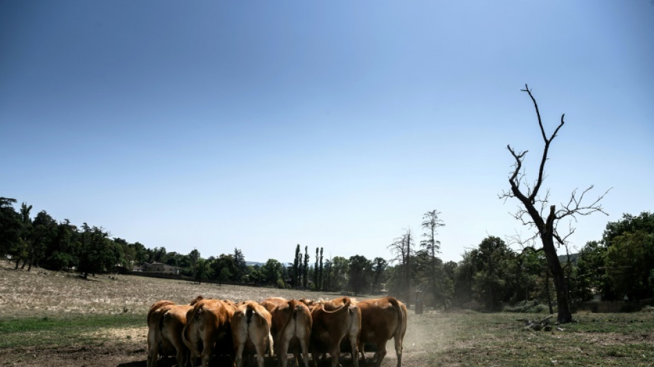 Un estudio revela c&oacute;mo los humanos influyeron en el tama&ntilde;o de los animales dom&eacute;sticos y salvajes