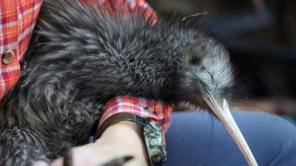 Il faut sauver le kiwi: la Nouvelle-Z&eacute;lande se mobilise pour son oiseau embl&eacute;matique