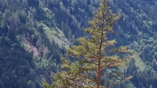 Sos per la biodiversità oscura,in Europa assenti 4 piante su 5