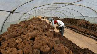 Start-up tunisiana transforma bagaço de azeitona em energia