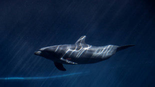 En Italie, le premier sanctuaire marin pour dauphins d'Europe bientôt opérationnel