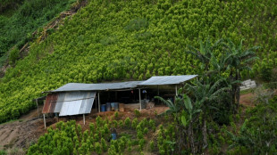 El mercado global de la coca&iacute;na marca otro r&eacute;cord con un aumento de cultivos en Colombia, reporta la ONU