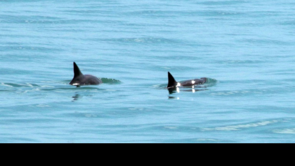 Le Mexique sanctionn&eacute; pour ne pas assez prot&eacute;ger le marsouin du Pacifique
