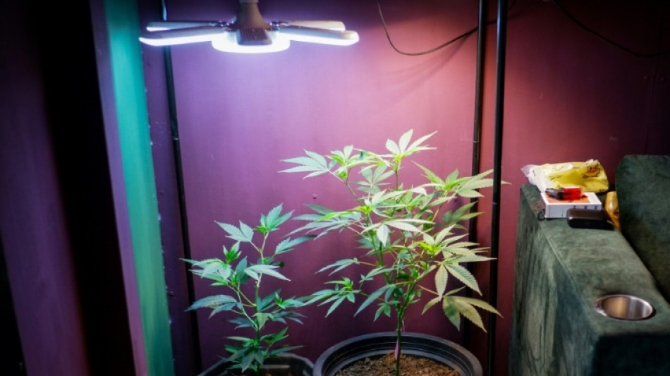 El gobierno tailand&eacute;s dice que prohibir&aacute; el uso recreativo del cannabis