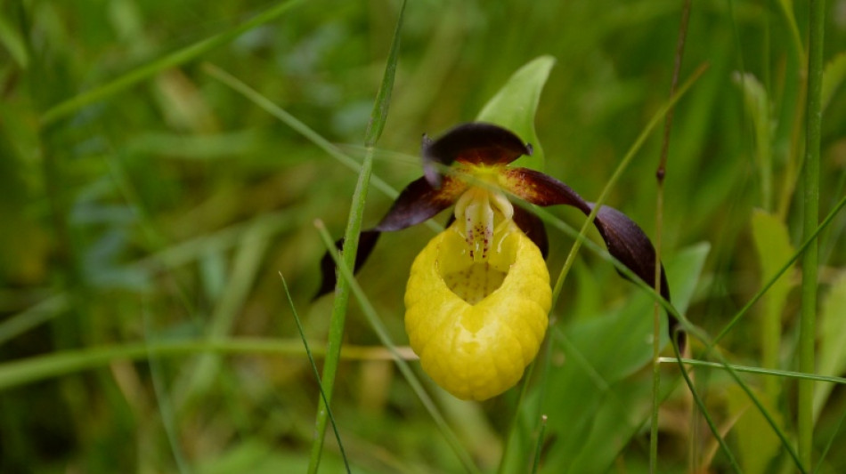 Royaume-Uni: une orchidée rare observée pour la première fois à l'état sauvage depuis 100 ans