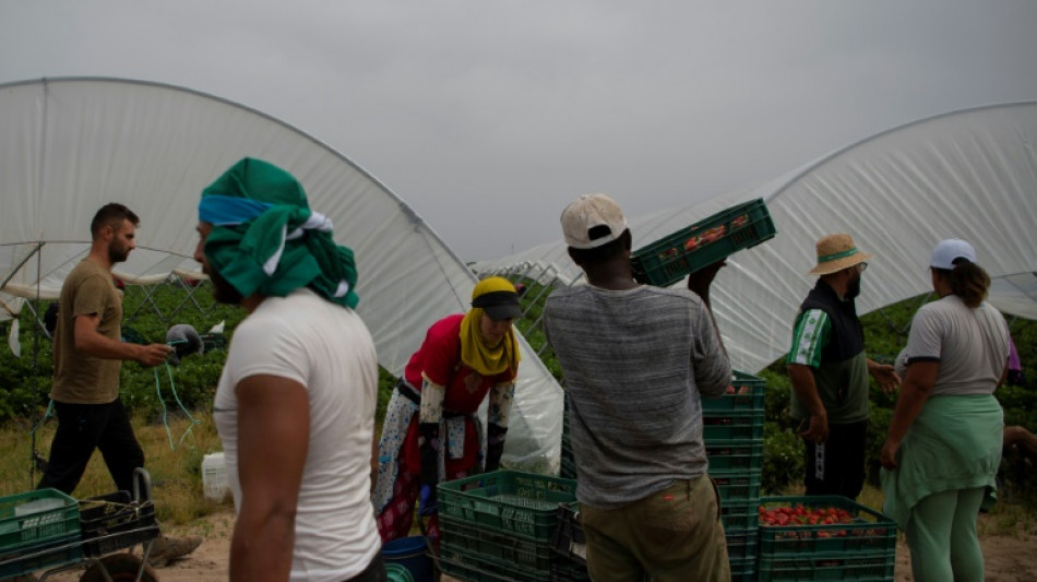 C&oacute;lera en el sector de la fresa espa&ntilde;ola por una amenaza de boicot alemana