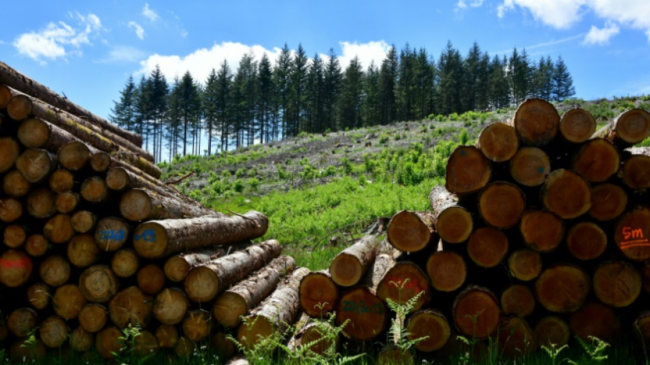 Sur le plateau de Millevaches, l'&acirc;pre bataille de la for&ecirc;t
