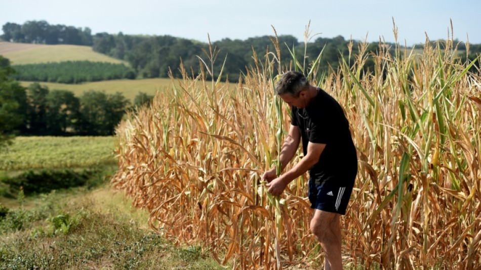 Le ma&iuml;s, une plante tropicale devenue indispensable &agrave; l'&eacute;levage, mais inadapt&eacute;e aux s&eacute;cheresses