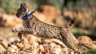 Le nombre de lynx ib&eacute;riques, une esp&egrave;ce menac&eacute;e, a doubl&eacute; en trois ans 
