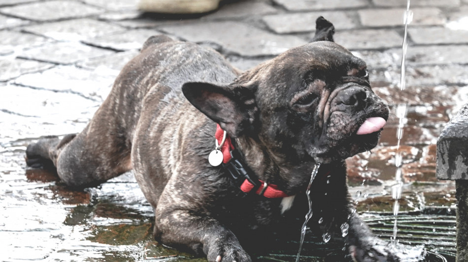 La Francia si prepara ad un week-end di caldo torrido