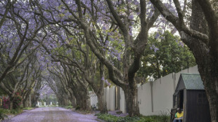 Jacarand&aacute;s en flor, un legado japon&eacute;s que adorna la capital de M&eacute;xico