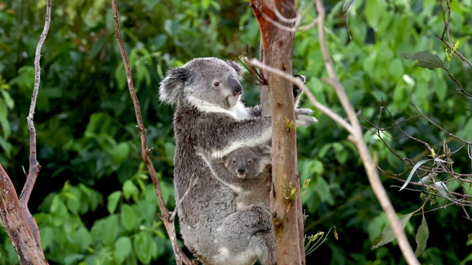 Australian state halts logging for koala haven