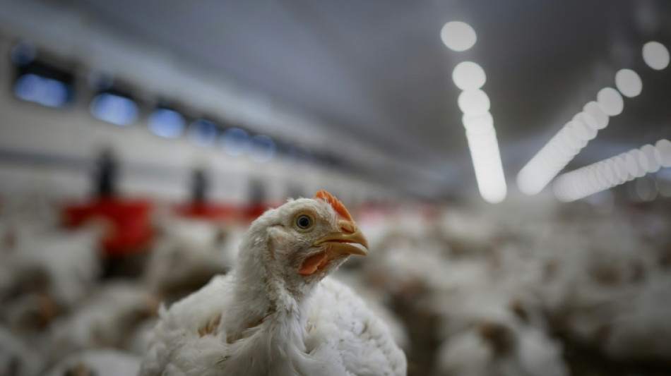 Brand in H&uuml;hnerstall mit 6000 toten Tieren in Schleswig-Holstein