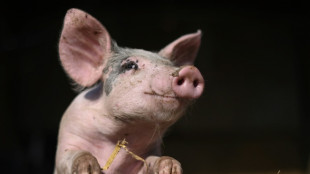 M&ecirc;me les porcs m&eacute;ritent qu'on les &eacute;coute, selon des chercheurs