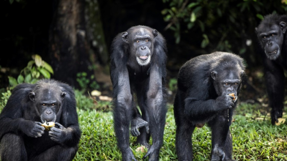 Des scientifiques aident &agrave; lutter contre le trafic de chimpanz&eacute;s en &eacute;tudiant leur ADN
