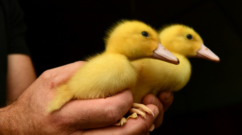 Entenk&uuml;ken von Autobahnen in Baden-W&uuml;rttemberg und Hessen gerettet