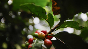 Nuovo massimo per il caff&egrave; Arabica, supera i 3 dollari a libbra