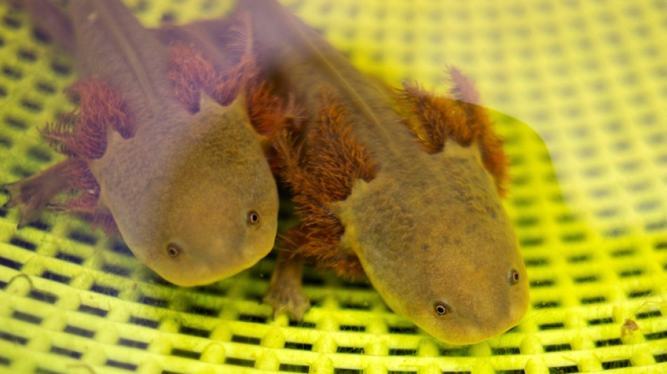 Ind&iacute;genas e cientistas se unem no M&eacute;xico para salvar anf&iacute;bio considerado um elixir