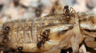 Des scientifiques ont d&eacute;couvert un antidote naturel &agrave; une esp&egrave;ce invasive de fourmis aux Etats-Unis