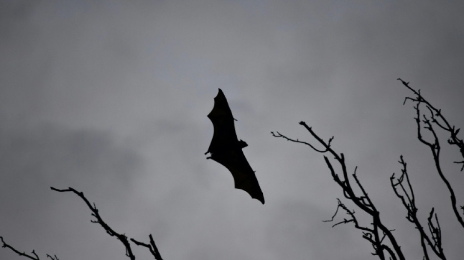 Ausgefeilte Jagdtechnik: Europas gr&ouml;&szlig;te Fledermaus frisst Singv&ouml;gel in der Luft