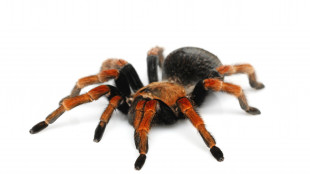 Ragni e scorpioni si sono evoluti in mare, non sulla terraferma