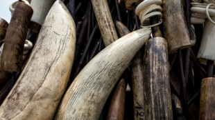 RDC: saisie d'une tonne et demie d'ivoire &agrave; Lubumbashi 