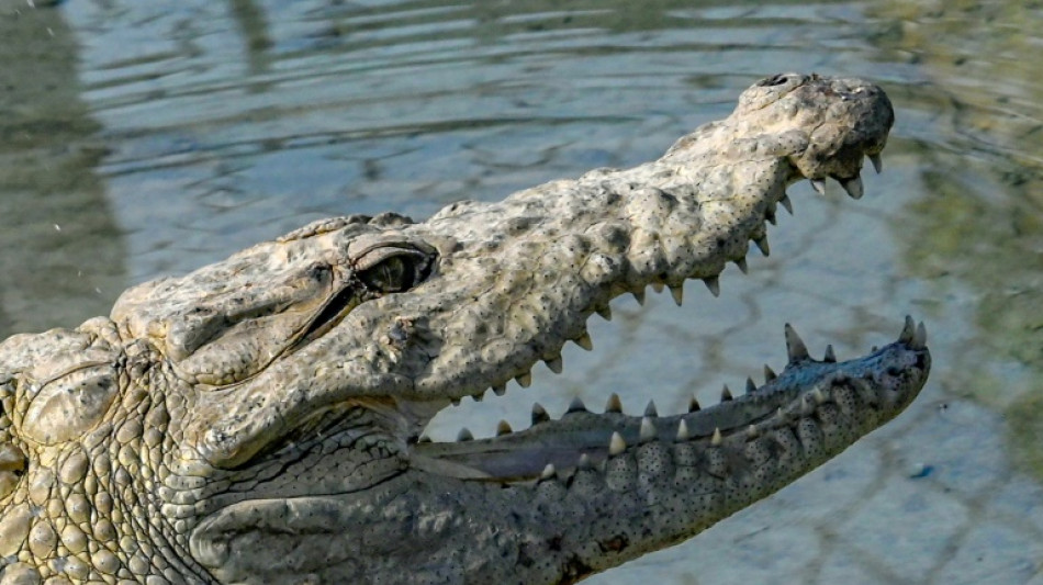Zoll an D&uuml;sseldorfer Flughafen entdeckt Krokodilledertasche mit Kopf und Beinen