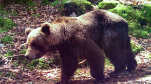 Nouvelle augmentation du nombre d'ours dans les Pyr&eacute;n&eacute;es en 2021
