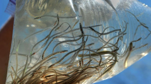 Beh&ouml;rden in Mecklenburg-Vorpommern setzen rund 365.000 junge Aale in Ostsee aus