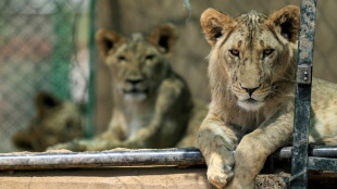 Un pu&ntilde;ado de voluntarios, al rescate de los leones en Sud&aacute;n