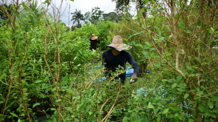 Produ&ccedil;&atilde;o de coca&iacute;na aumentou 53% na Col&ocirc;mbia em 2023 (UNODC)