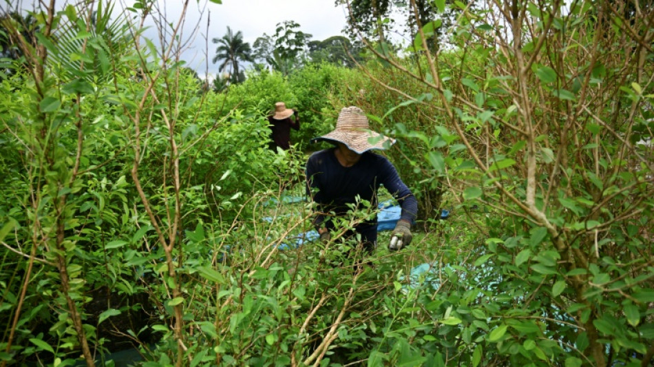 Produ&ccedil;&atilde;o de coca&iacute;na bate recorde hist&oacute;rico na Col&ocirc;mbia