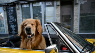 Preise f&uuml;r Hundefutter und Tierarztbesuche im August deutlich gestiegen