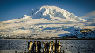 Penguin memes take flight after Trump tariffs remote island