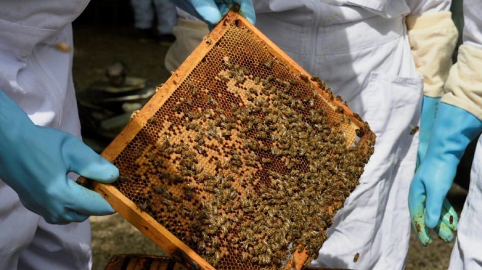 La d&eacute;tresse d'un apiculteur fran&ccedil;ais face &agrave; la concurrence des miels &eacute;trangers