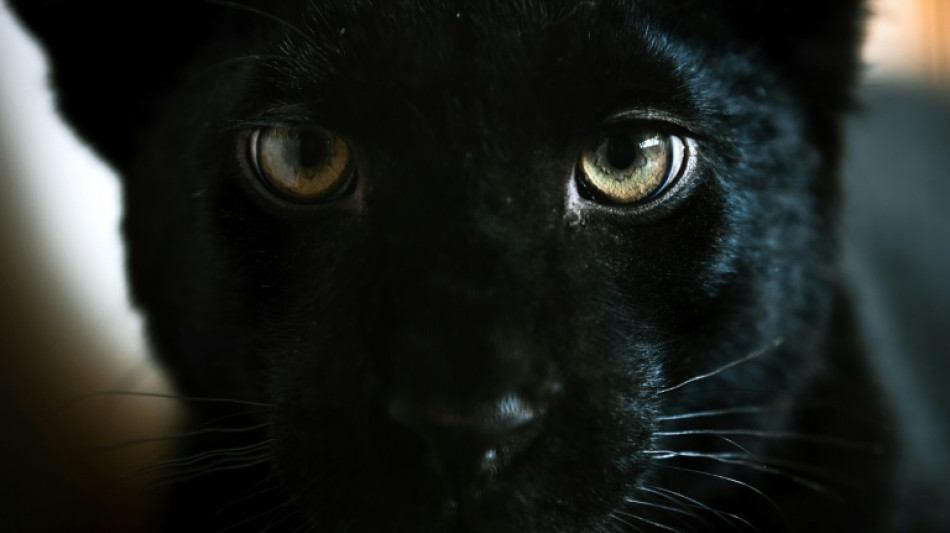 Rescap&eacute;e d'une Ukraine en guerre, une jeune panth&egrave;re trouve refuge en France