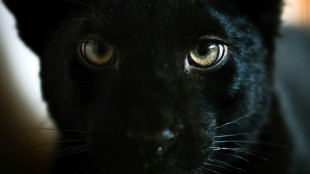 Rescap&eacute;e d'une Ukraine en guerre, une jeune panth&egrave;re trouve refuge en France