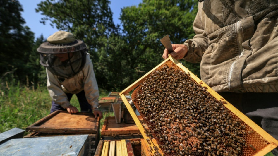 La r&eacute;colte de miel 2024 en baisse de 40%, selon un syndicat d'apiculteurs
