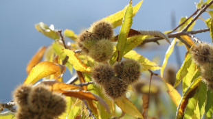 88-J&auml;hriger f&auml;llt in Oberbayern bei Kastaniensammeln in Fluss und stirbt