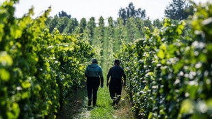 Dans le nord de l'Allemagne, le changement climatique chamboule la viticulture