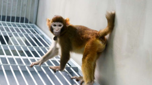 Unos cient&iacute;ficos chinos logran la primera clonaci&oacute;n exitosa de un macaco rhesus