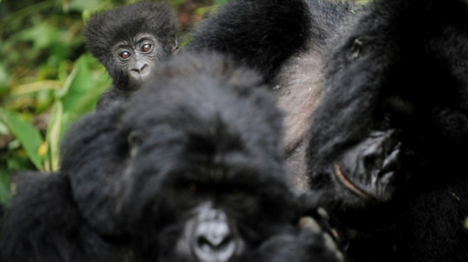 RDC : deux nouveaux b&eacute;b&eacute;s gorilles identifi&eacute;s dans les Virunga